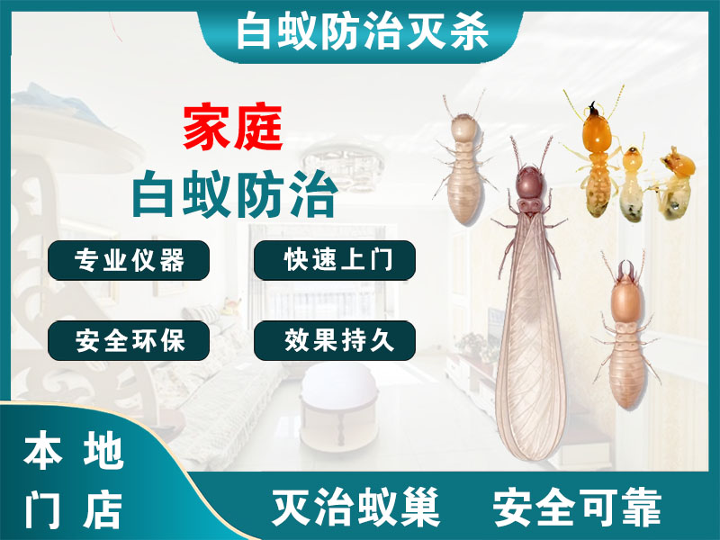 东阳市家庭白蚁防治