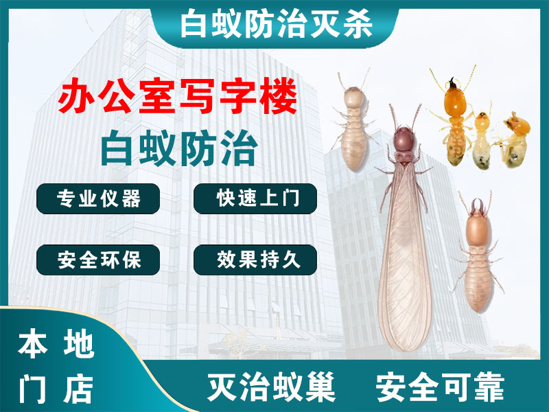 东阳市办公室写字楼白蚁防治