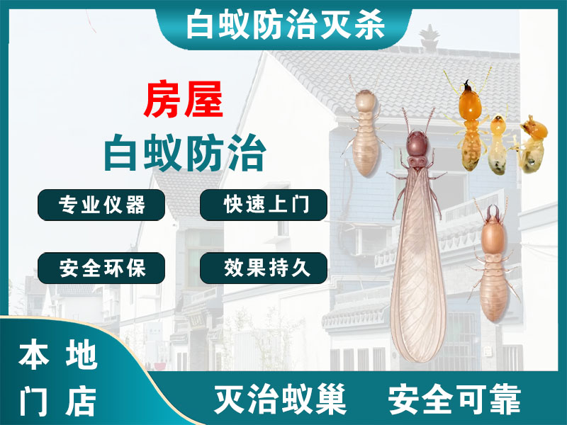 东阳市房屋白蚁防治